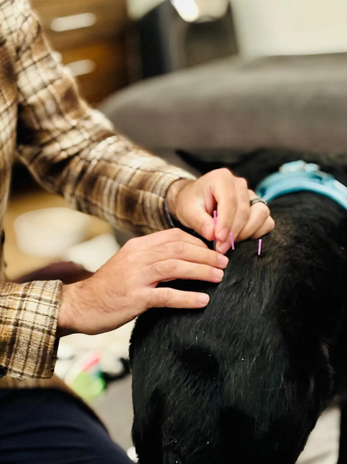 Close-up of Dr Tristan's hands placing fine acupuncture needles along a black dog's back.