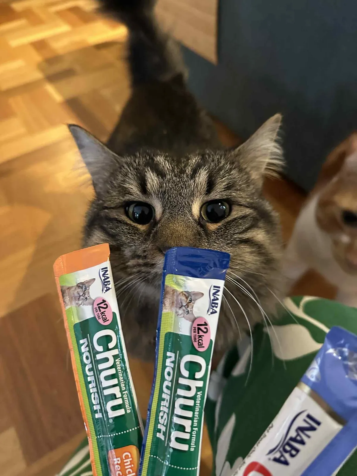 A tabby cat looking up at lickable cat treats held out to it.