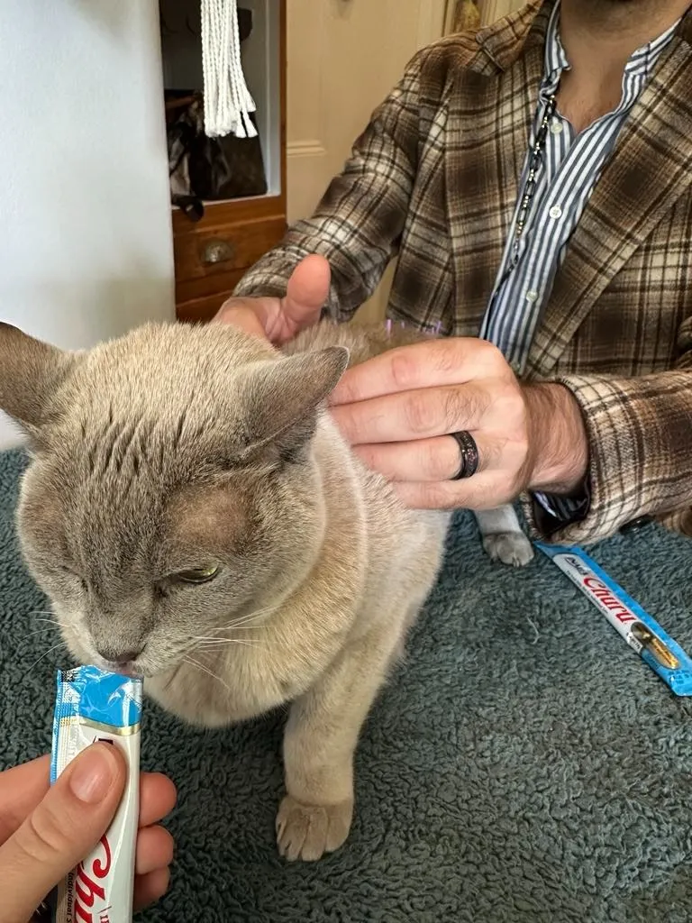 A cat eating a lickable treat while Dr Tristan treats it at home.