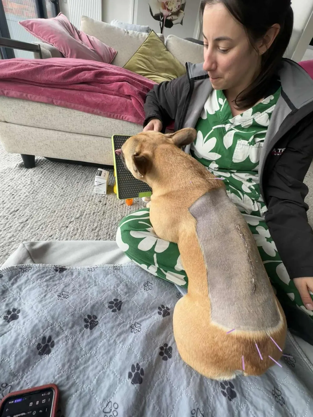 A French bulldog with a healing surgical scar along its back, having acupuncture at home on a lick mat.