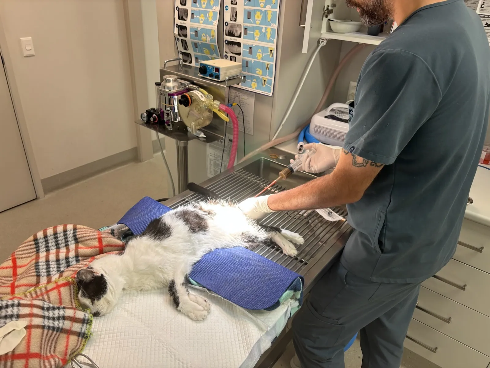Dr Tristan performing a faecal microbiota transplant on a sedated black-and-white cat resting on a blanket in a veterinary treatment room.